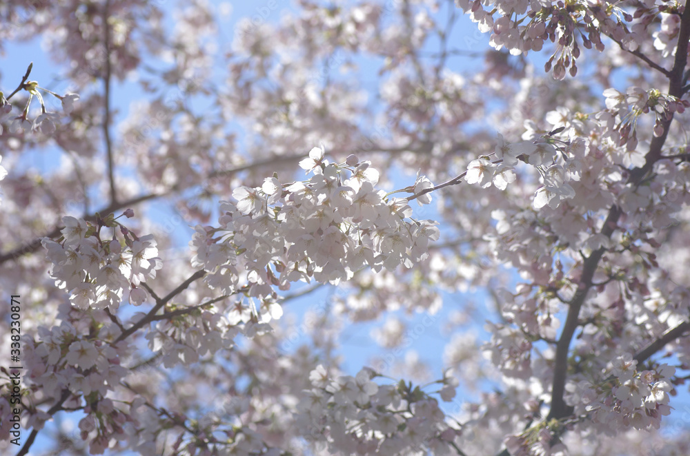 青空の下、満開を迎えた桜
