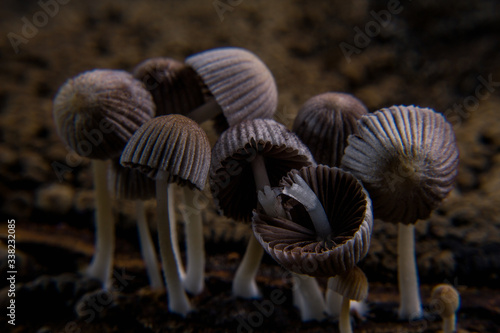 close up of a mushroom