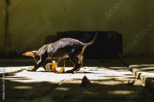 Dog playing with toy