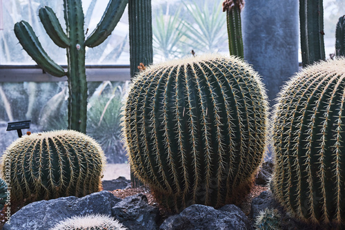 cactus and prickly pear