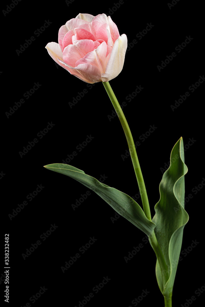 Pink flowers of Angelique tulip, isolated on black background