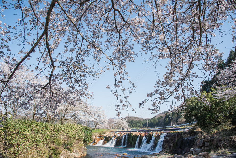 小松市・十二が滝の桜