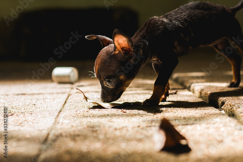 Dog playing