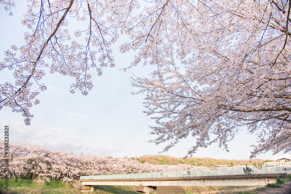 満開の桜並木と橋 満開の桜並木と橋
