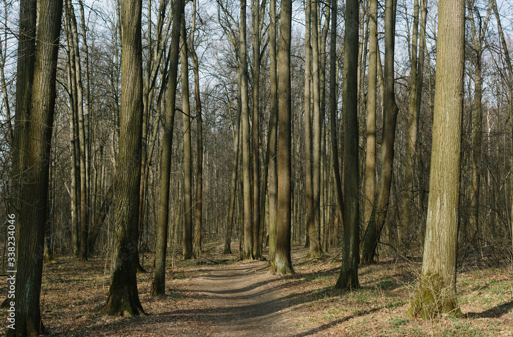 early spring wild forest without people early spring wild forest without people
