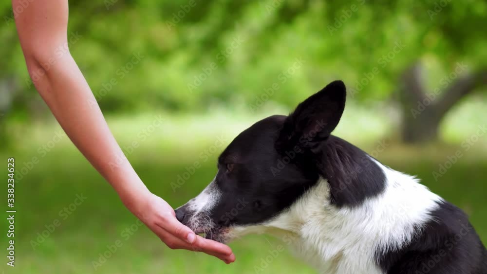 Teenage girl feeding a dog outdoors. Teenage girl feeding a dog outdoors.