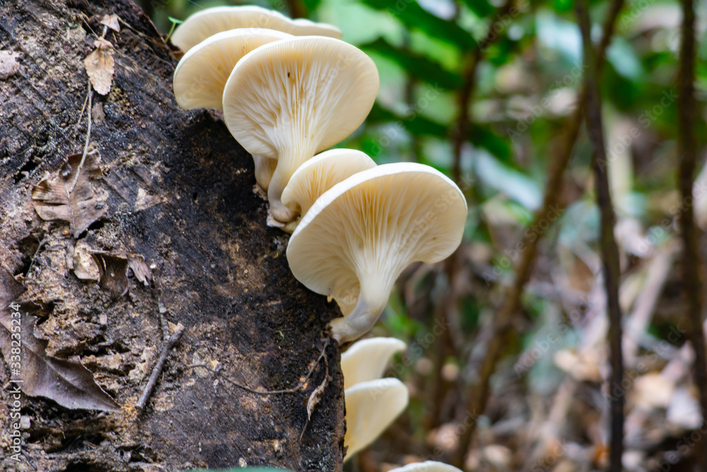 White porcelain fungus White porcelain fungus