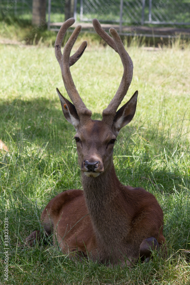 Rain Deer Rain Deer