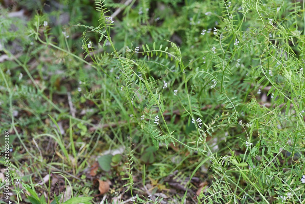 Vicia hirsuta (Hairy tare) / Fabaceae biennial grass Vicia hirsuta (Hairy tare) / Fabaceae biennial grass
