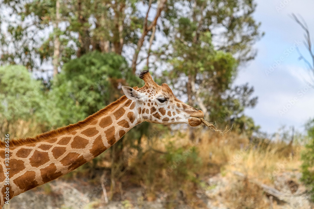 Obraz premium Giraffe 