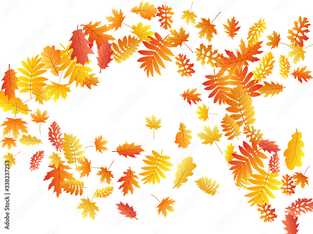 Oak, maple, wild ash rowan leaves vector, autumn foliage on white background. Oak, maple, wild ash rowan leaves vector, autumn foliage on white background.