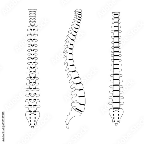 Human spine anatomy vector illustration