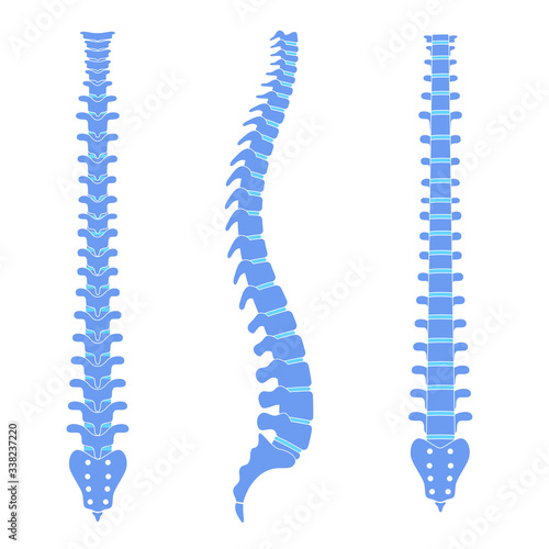Human spine anatomy vector illustration