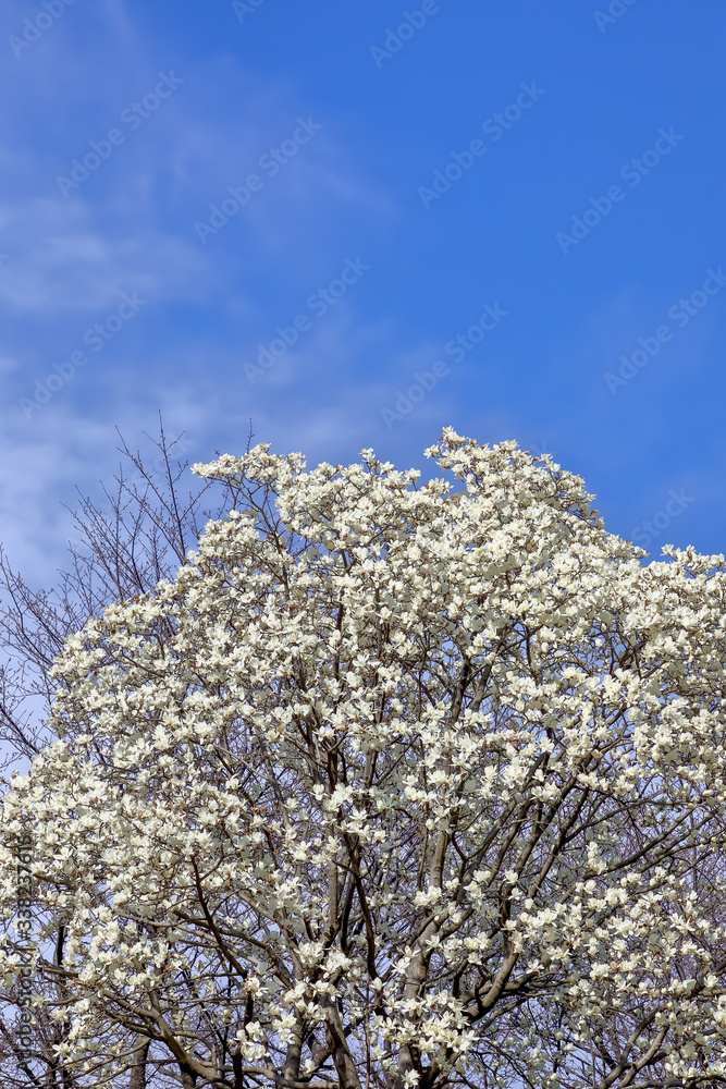 コブシの花　