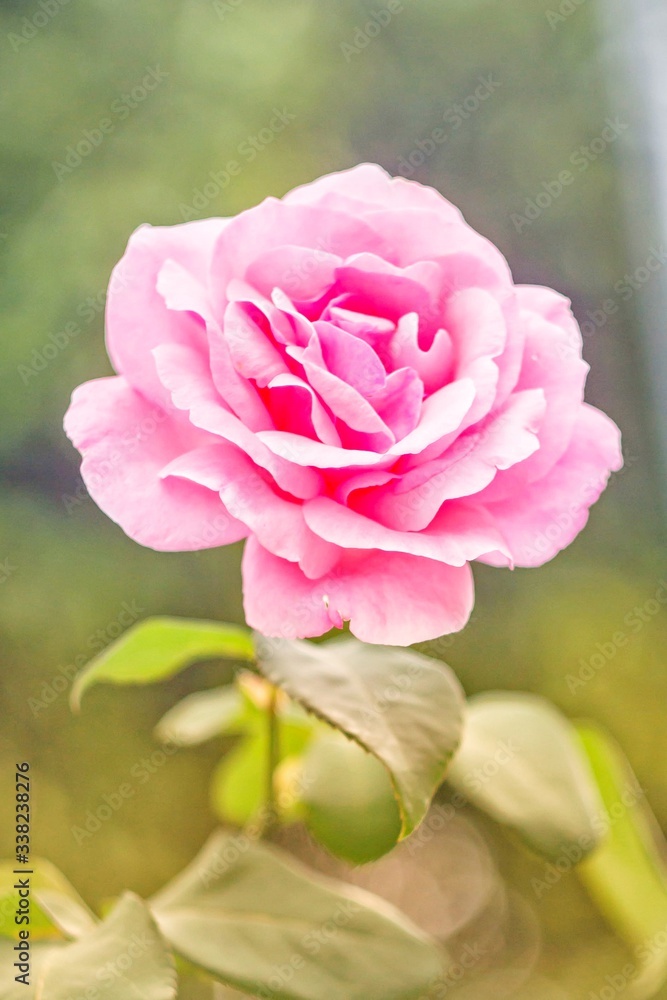 flower 2pink rose 