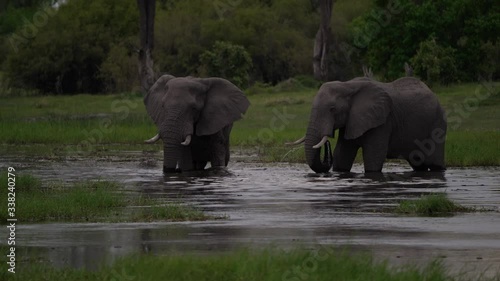 Khwai river - herd of elephant sunset. Wildlife scene from nature. Group of African elephants drinking at a waterhole lifting their trunks, Okavango, Botswana, Africa.                         