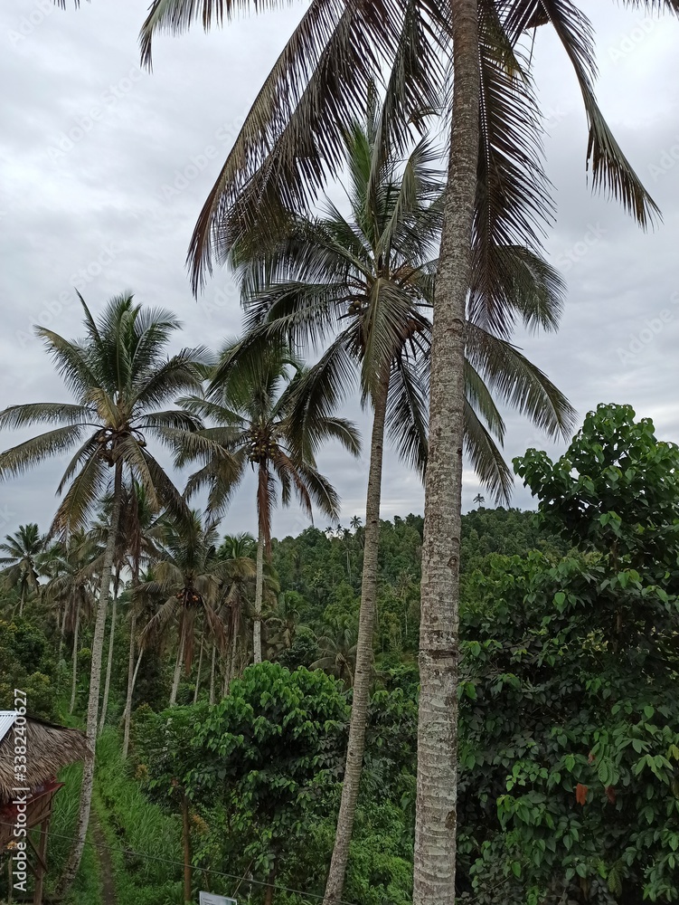 Obraz premium coconut trees
