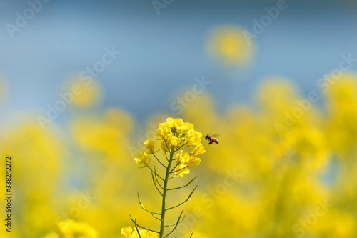 菜の花とミツバチ