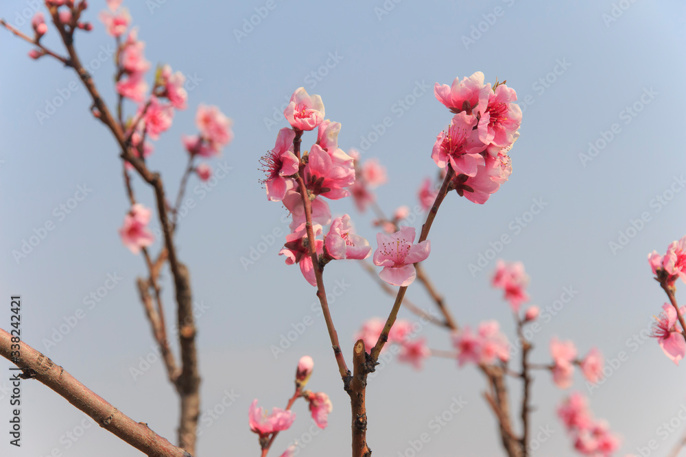Beautiful flowering branch with pink peach tree flowers against the sky  