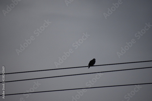 birds on a wire