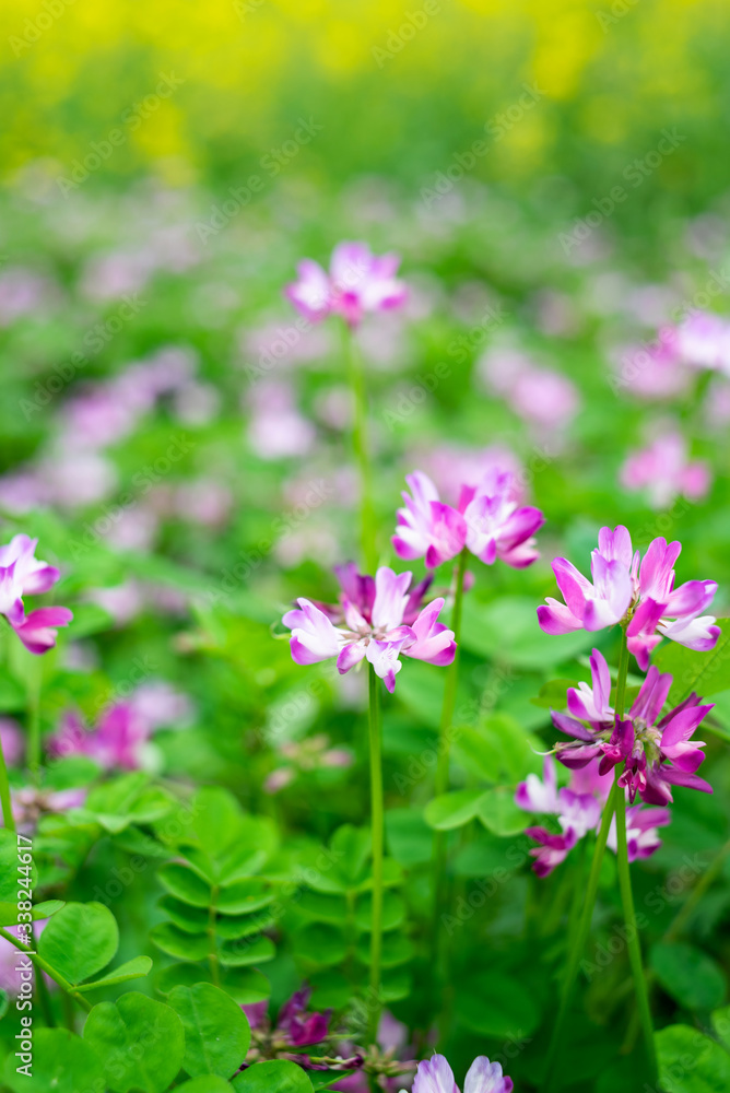 The beautiful and dreamy purple clouds in spring The beautiful and dreamy purple clouds in spring