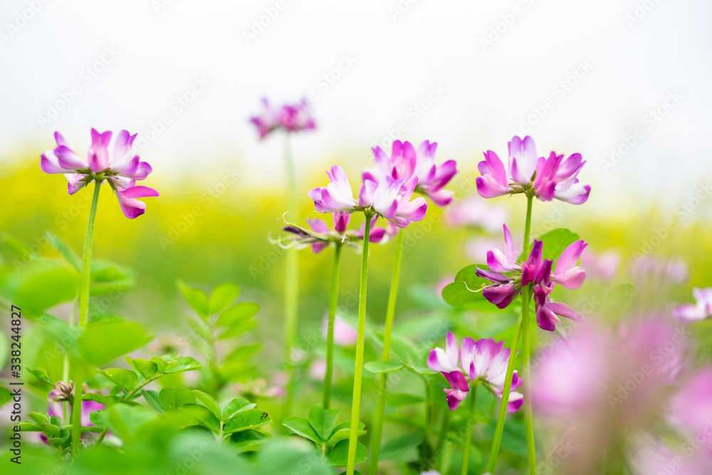 The beautiful and dreamy purple clouds in spring The beautiful and dreamy purple clouds in spring