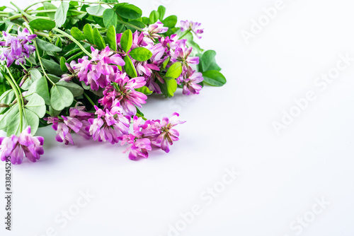 Fototapeta Naklejka Na Ścianę i Meble -  Beautiful purple cloudflower flowers on white background