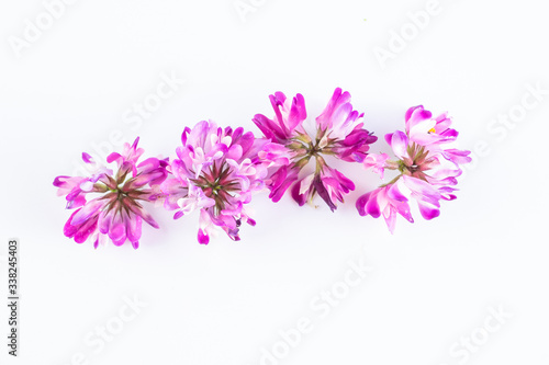 Beautiful purple cloudflower flowers on white background