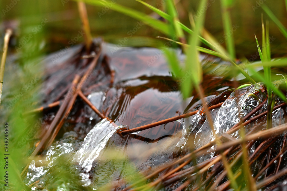 Obraz premium 春の小川