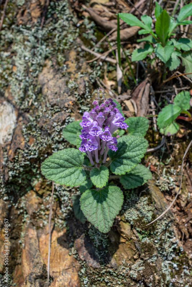 Han Xincao, a Chinese herbal medicine grown in the forest Han Xincao, a Chinese herbal medicine grown in the forest