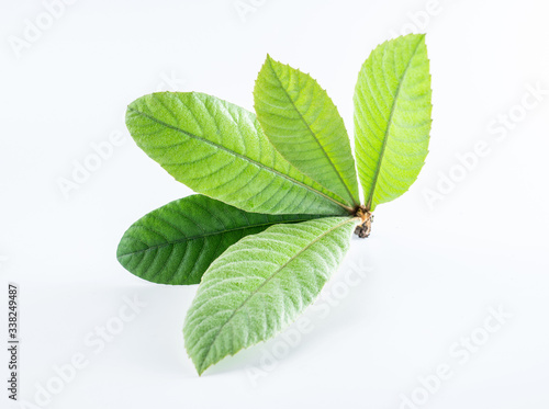 Loquat leaves on white background