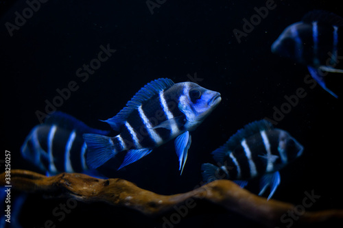 The frontosa Cichlid, fish in tank, the cichlid family to Lake Tanganyika in East Africa, kitumba, moba, Zaire.