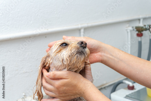 シャワーするキャバプー