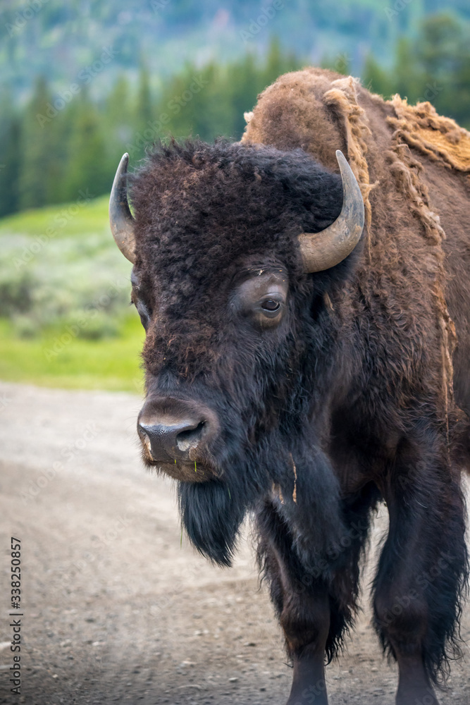 American Bison in the field of Grand Tetons NP, Wyoming American Bison in the field of Grand Tetons NP, Wyoming