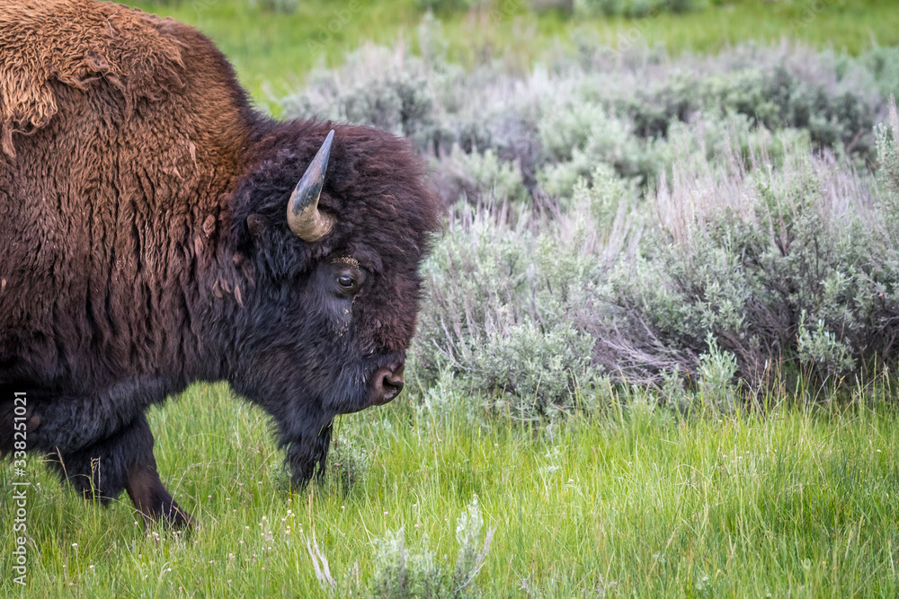 American Bison in the field of Grand Tetons NP, Wyoming American Bison in the field of Grand Tetons NP, Wyoming