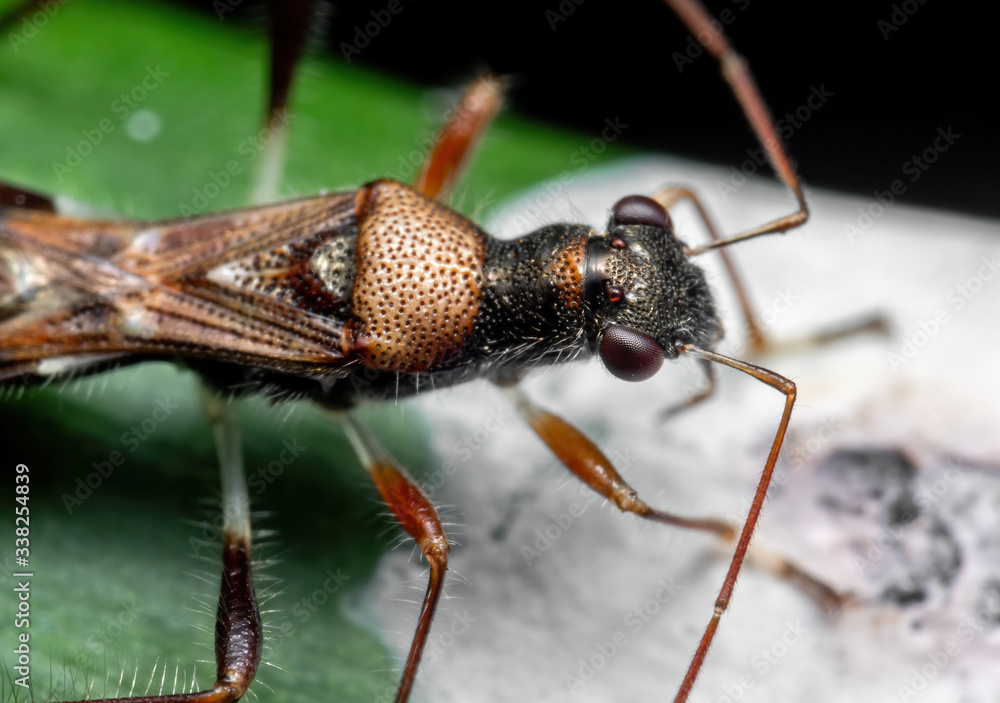 Macro Photo of Assassin Bug Eating Bird Poop on Green Leaf Macro Photo of Assassin Bug Eating Bird Poop on Green Leaf