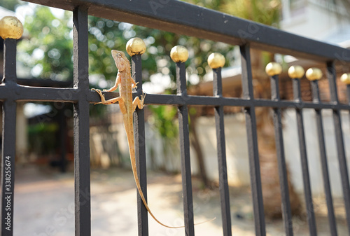  Brown color tree lizard on black metal fence