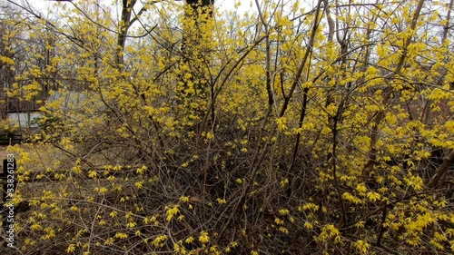 early spring in the American North East : forsythia blooming mid of March photo