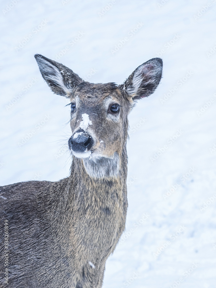 A close portrait of a young buck deer spending time in snowstorm at Minnesota
A close portrait of a young buck deer spending time in snowstorm at Minnesota