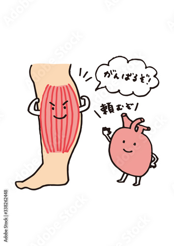 第二の心臓ふくらはぎ
