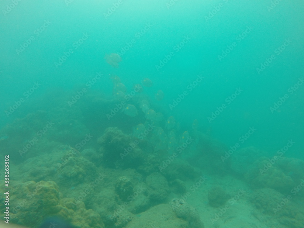 School of fish School of fish