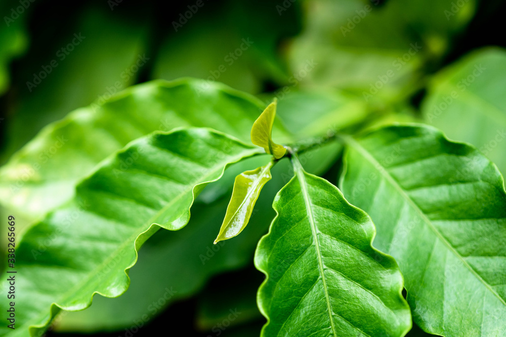 Coffee young green leaf on tree. Coffee young green leaf on tree.