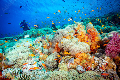 coral reef and fish