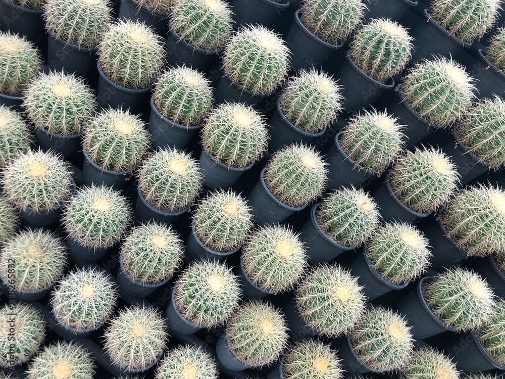 Cactus plant leaves pattern. Green leaves. Natural background. green leaf texture background. Cactus plant leaves pattern. Green leaves. Natural background. green leaf texture background.