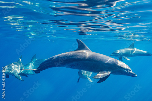 dolphins  © leslie