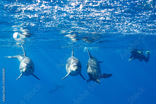 Fototapet dolphins