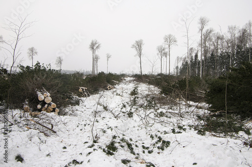 Timber cutting. The site of deforestation in winter.