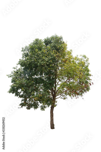 Green leafy tree  isolated on white background