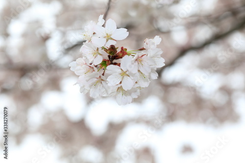 벚꽃을 클로즈업한 사진