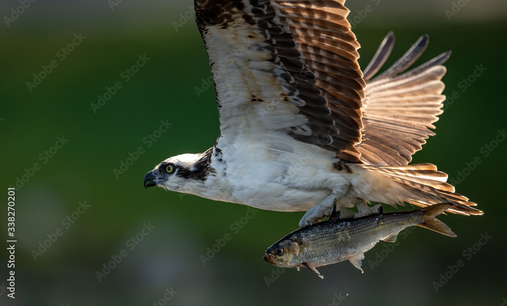 Fototapeta premium Osprey with a Fish